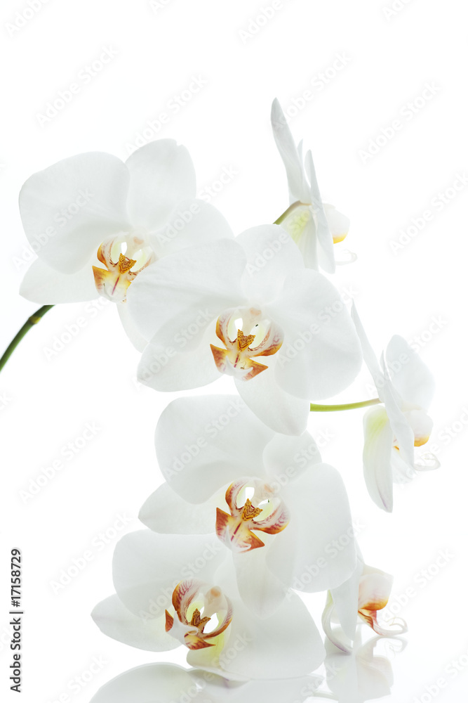 Fototapeta premium Orchideen