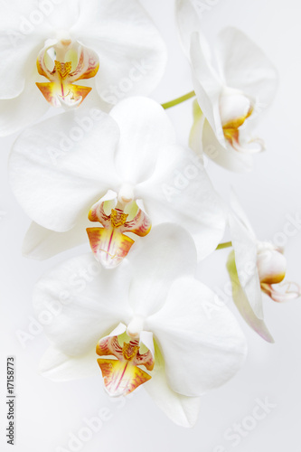 Orchidee