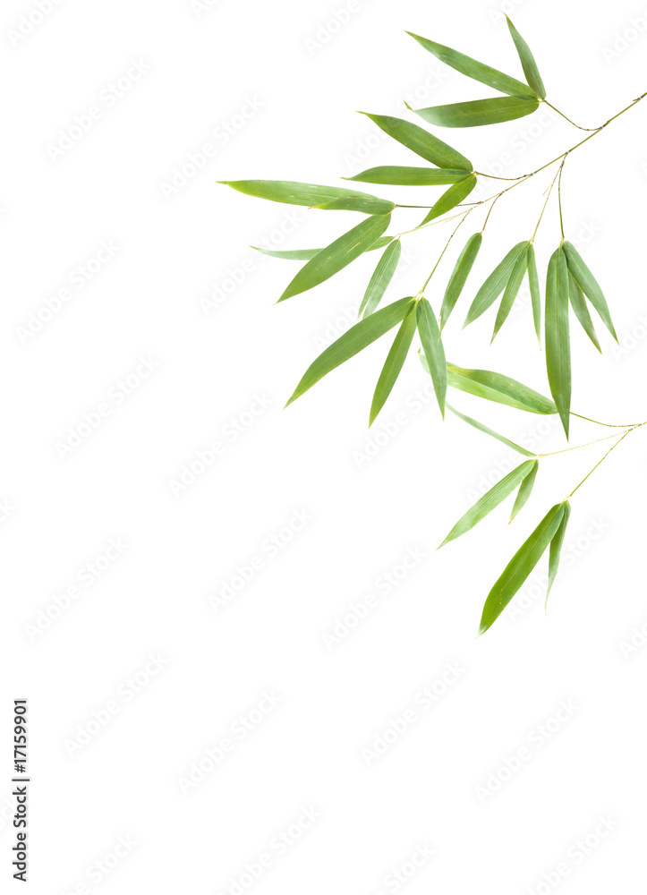 Fototapeta premium Bamboo isolated on white background