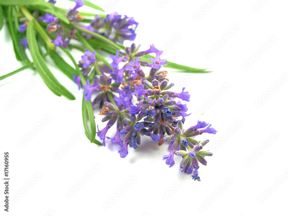 lavender on white lavender on white
