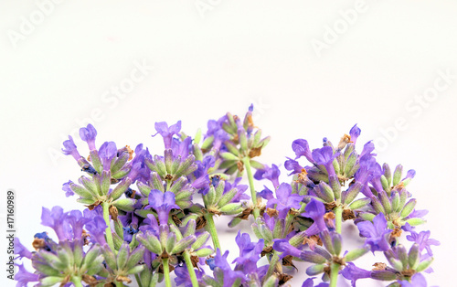 lavender on white