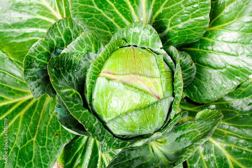 Cabbage close-up