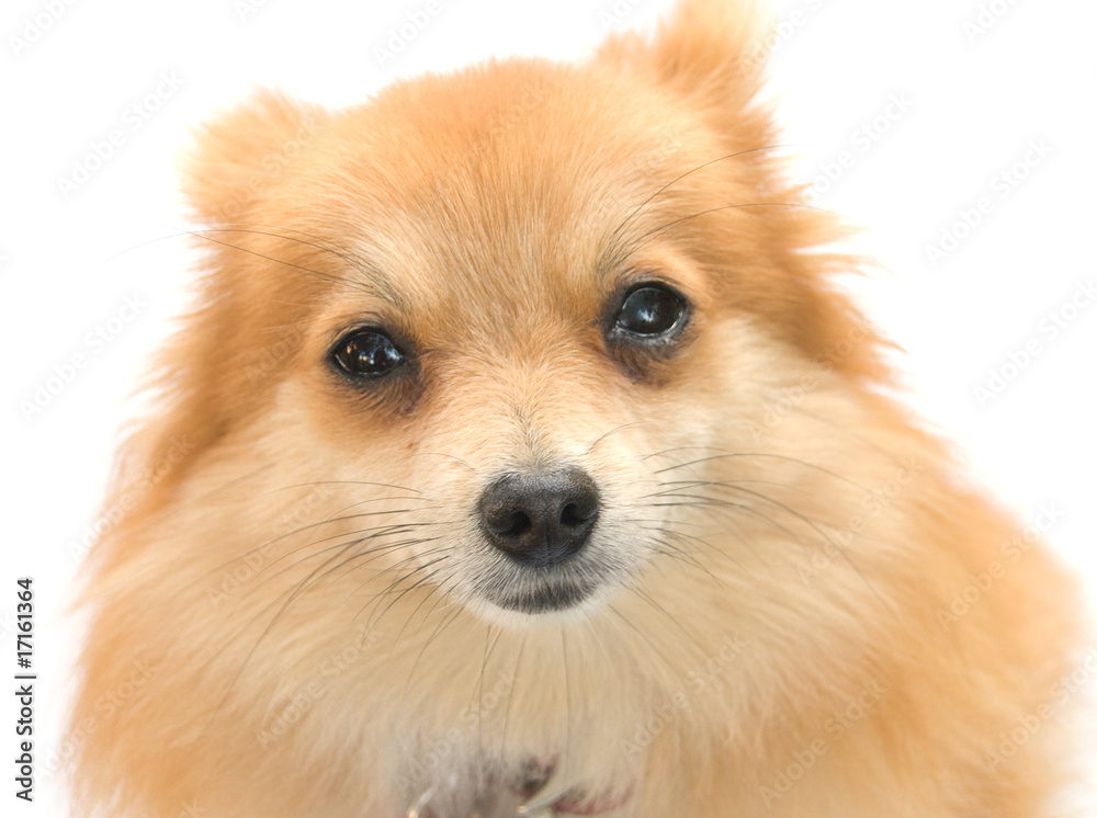 Obraz premium spitz