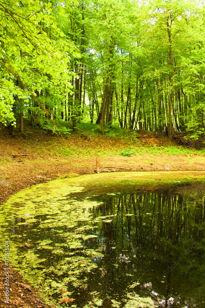 Fototapeta premium summer landscape: lake in the forest