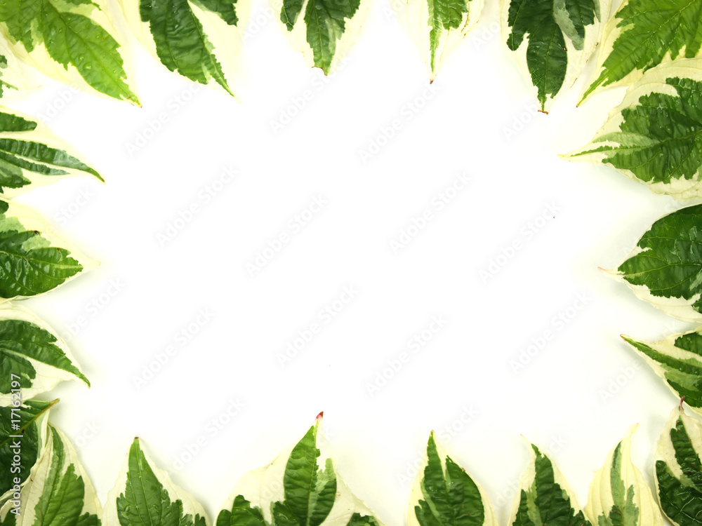 green leaves frame green leaves frame