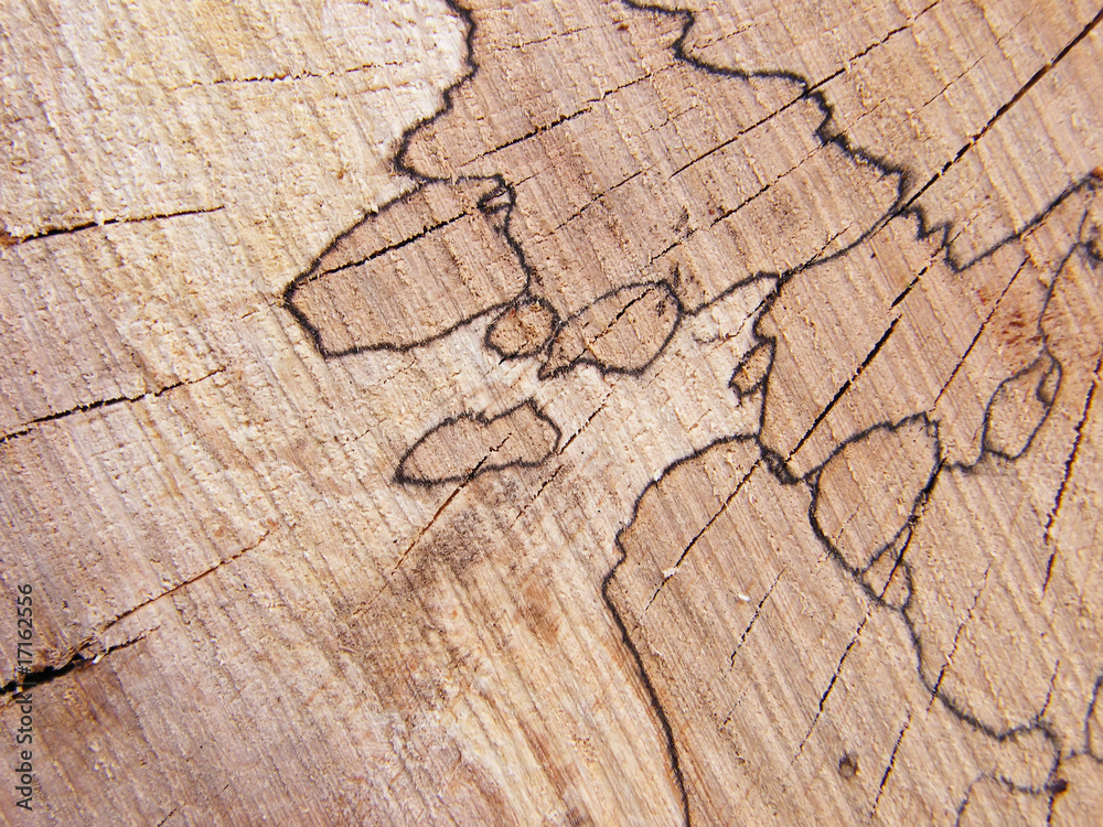 Fototapeta premium Pile of wooden logs in the courtyard