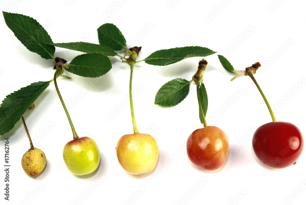 cherry life cycle Stock Photo Adobe Stock