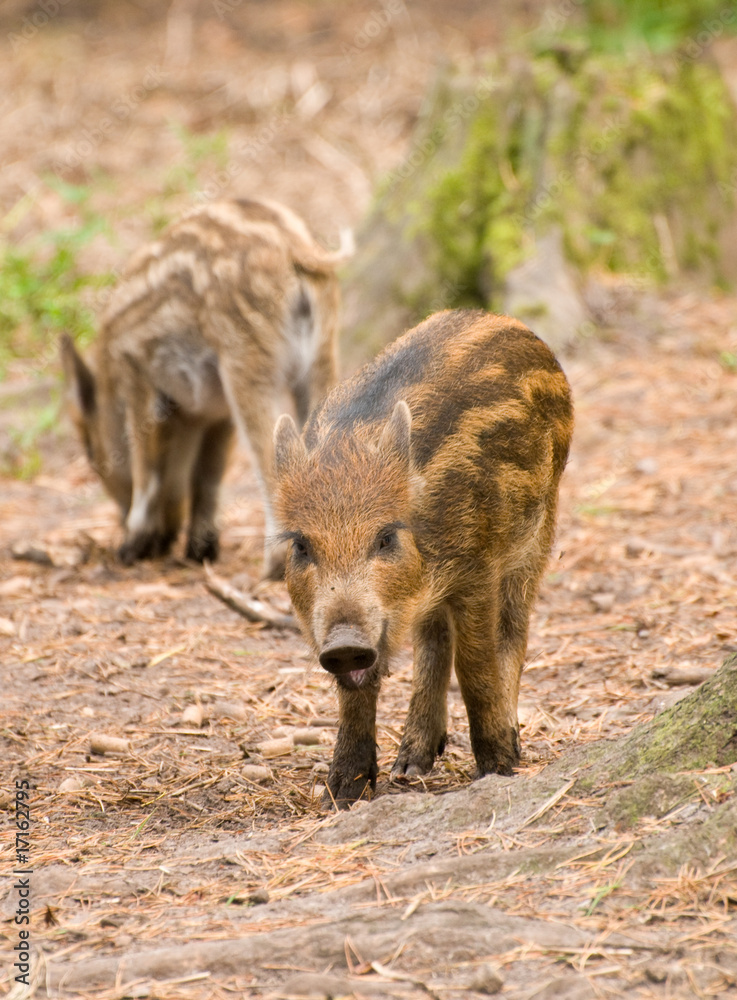 Wild Boar Piglets Wild Boar Piglets