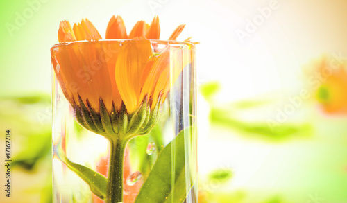 plant background