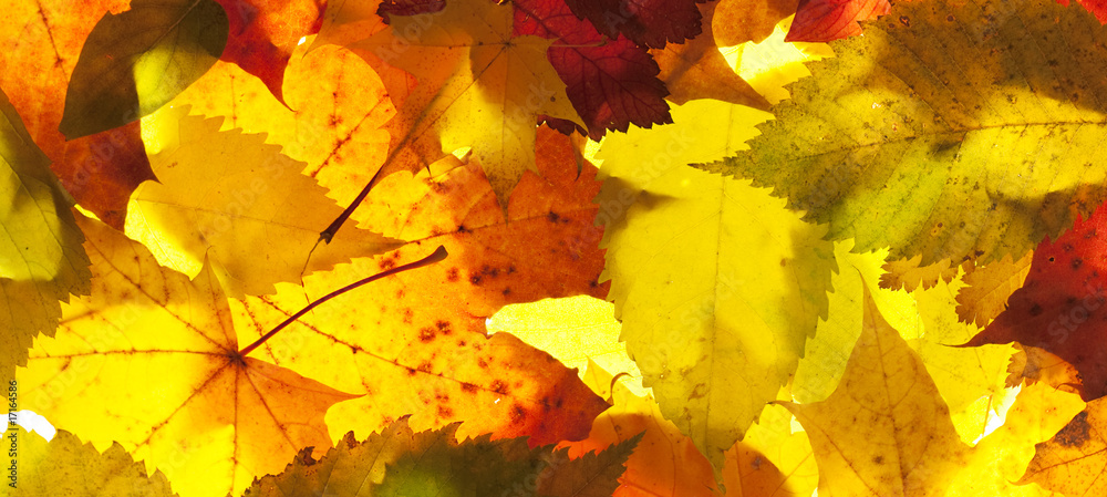 Fototapeta premium autumn leaves close up background