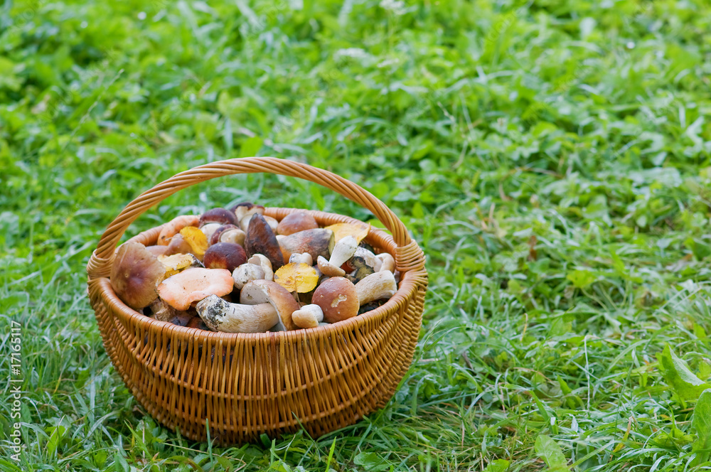 mushrooms mushrooms