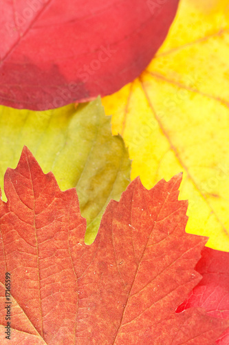 autumn leaves close up background