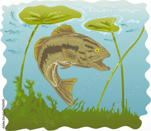 Largemotuh bass swimming underwater with water lilies