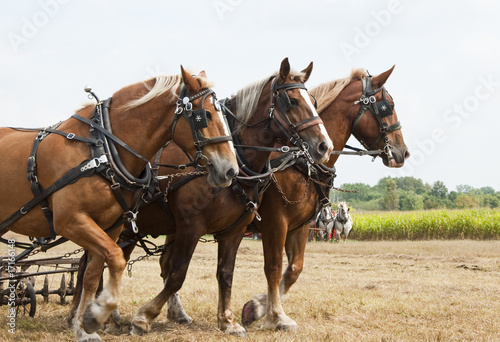 horse-drawn farming demonstrations