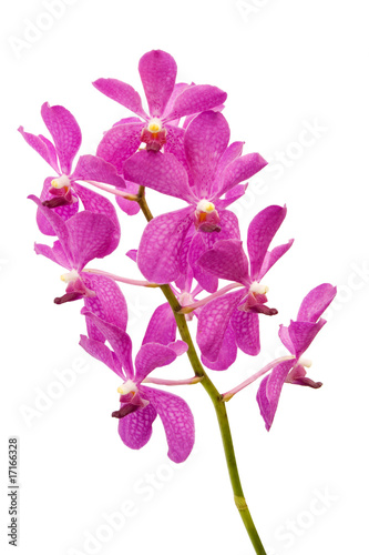 Stem of purple orchids isolated on white background