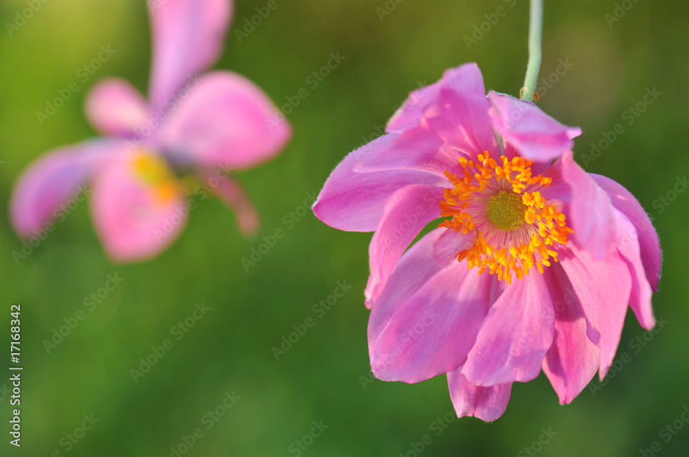 Pink Japanese anemone flower Pink Japanese anemone flower