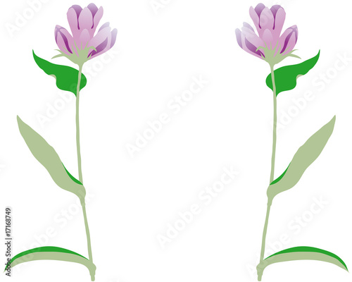 piante decorative