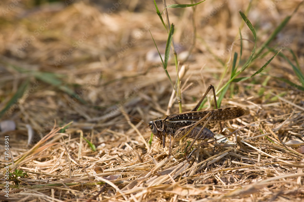 grasshopper grasshopper