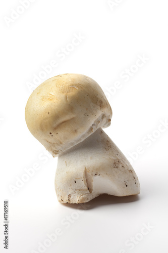 One cultivated mushroom on white background