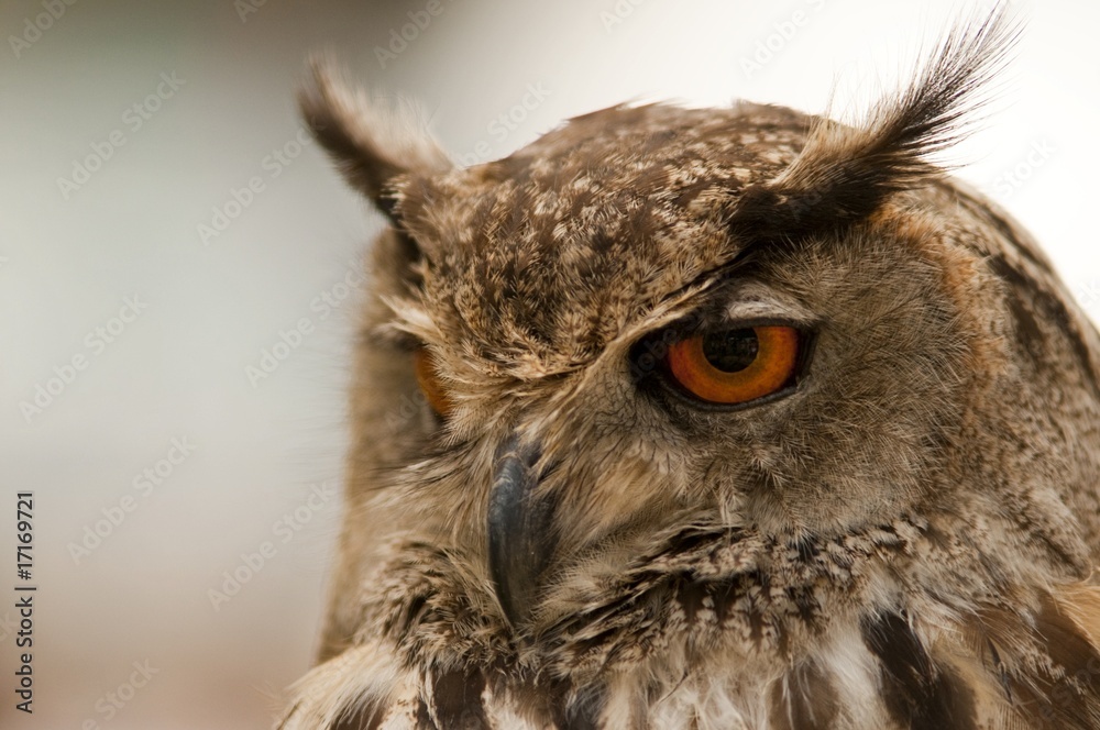 Fototapeta premium Hibou Grand-duc d'Europe (Bubo bubo - Eagle Owl)