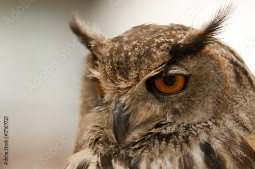 Hibou Grand-duc d Europe  Bubo bubo - Eagle Owl 