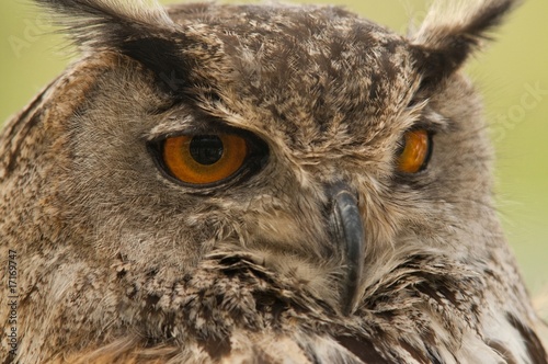 Hibou Grand-duc d'Europe (Bubo bubo - Eagle Owl)