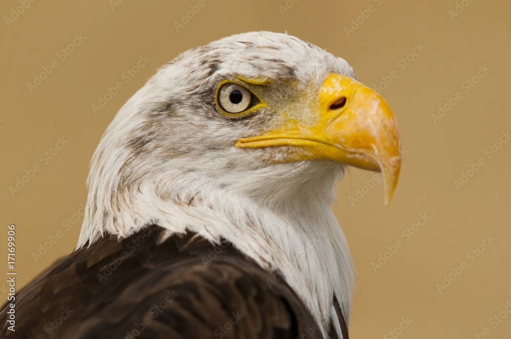 pygargue à tête blanche (Haliaeetus leucocephalus - Bald Eagle pygargue à tête blanche (Haliaeetus leucocephalus - Bald Eagle