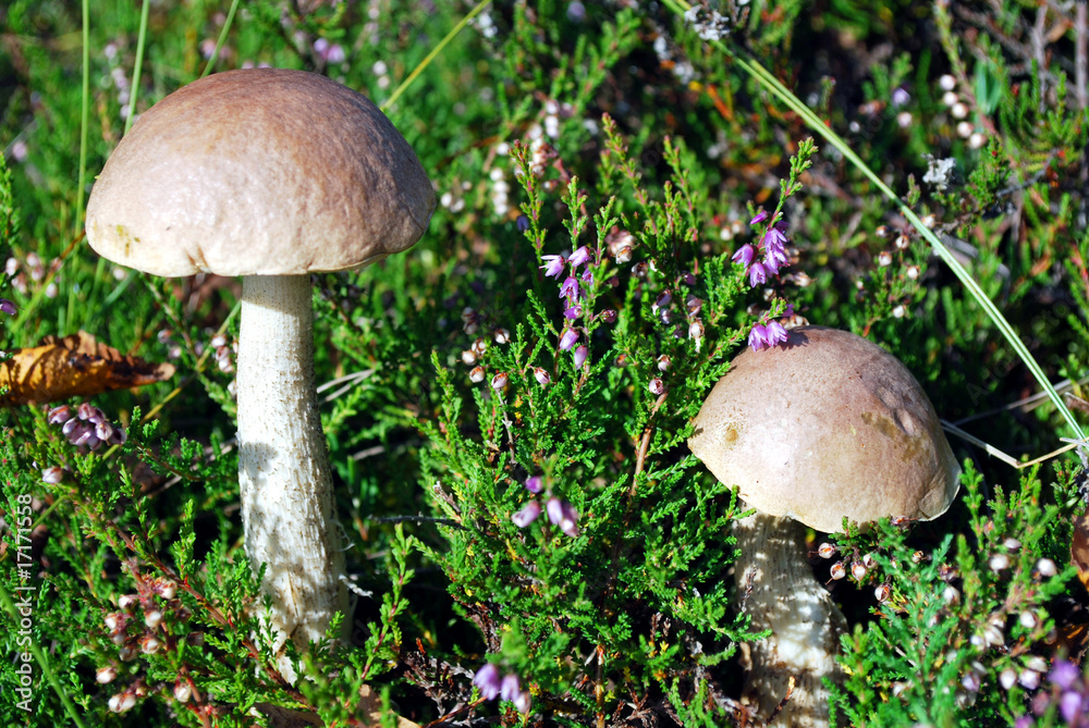 two birch boletus mushrooms two birch boletus mushrooms