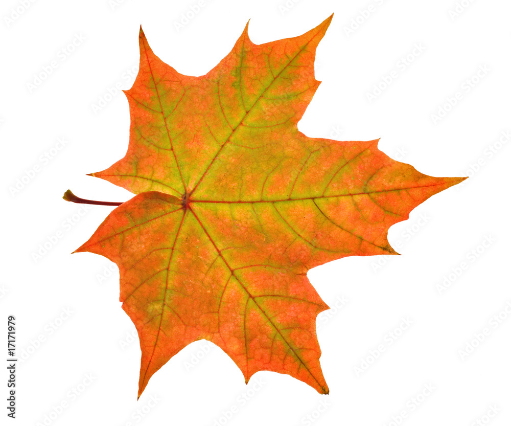 Obraz premium red and green maple leaf