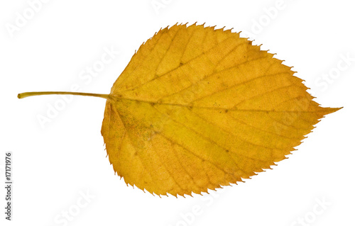yellow birch leaf