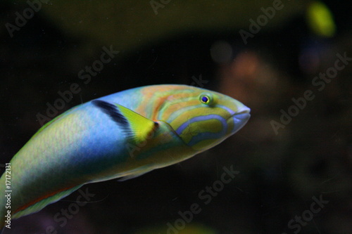 Lively colored Tropical Fish
