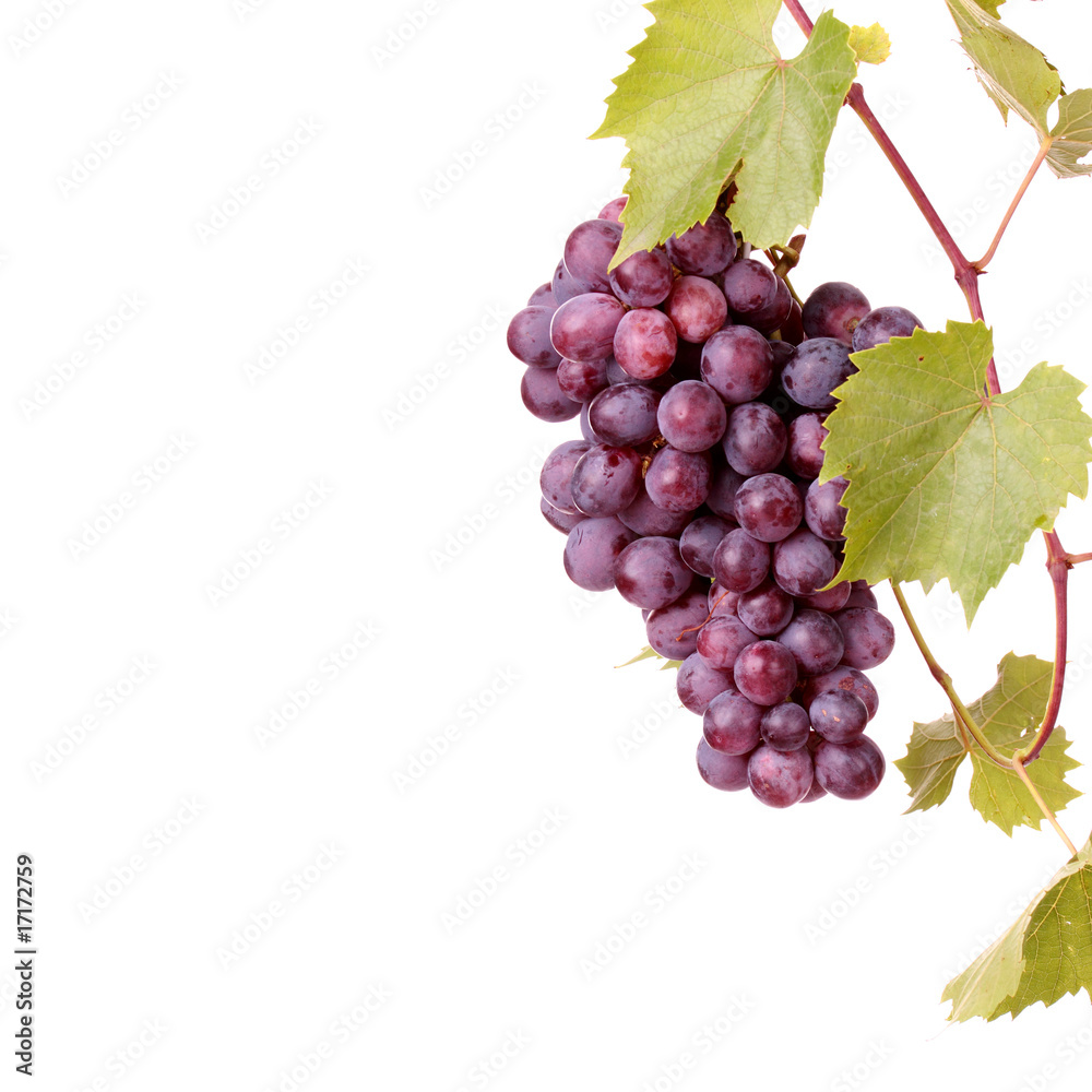 Fototapeta premium Red grape cluster with leaves
