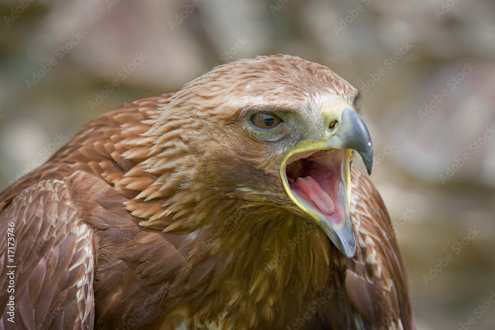Fototapeta premium Hawk votes for Nature