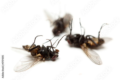 Fotografía tote Fliegen
