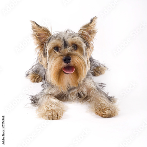 small yorkshire terrier dog lying down