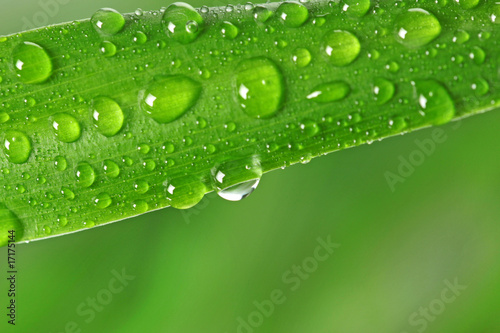 green grass with raindrops macro