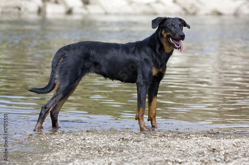 beauceron de profil ruisselant les pattes dans l'eau
