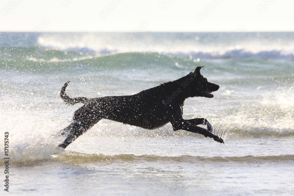 jagender hund am meer