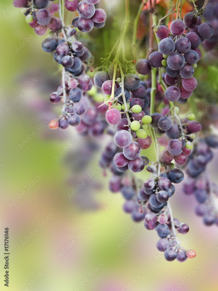 grapes grapes