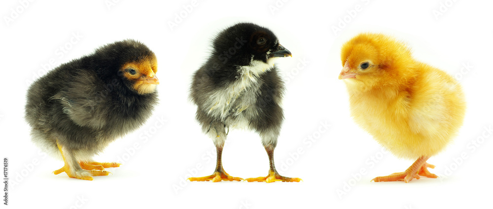 chicken chicken