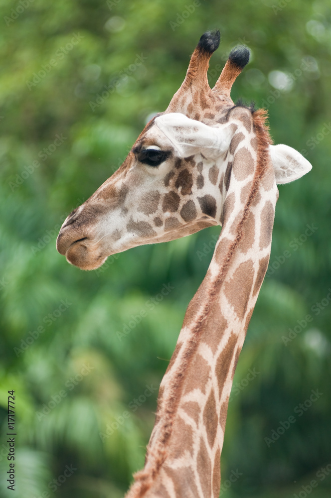 Obraz premium Giraffe