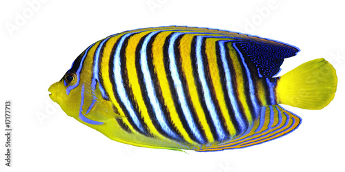 A colorful tropical fish isolated on white background