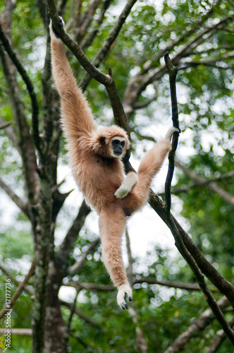 Monkey