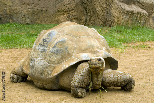 A giant tortoise chewing grass
