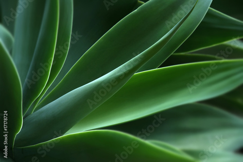 Agave, plant