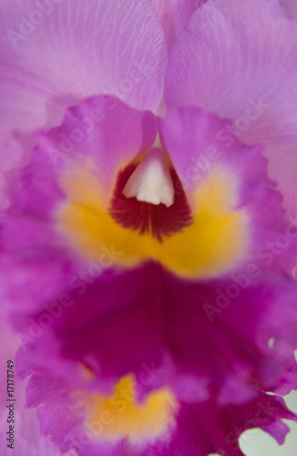 Fototapeta Naklejka Na Ścianę i Meble -  Beautiful close up of orchid