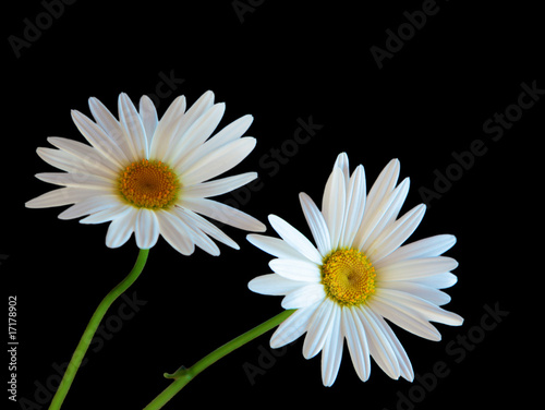 Two Daisy flowers