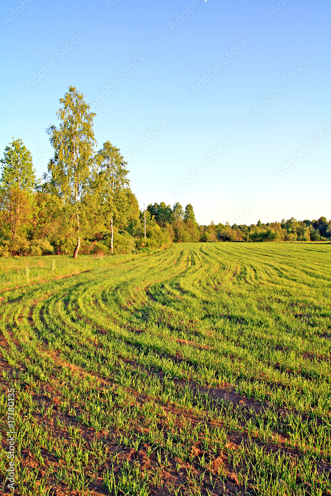 sprout of the wheat on field