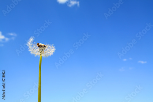 dandelion