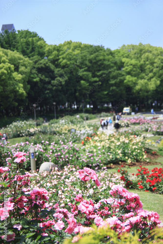 靭公園のバラ園